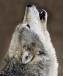 howling wolf medicine totem